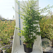 Carpinus betulus 200-250 cm cont. 55L meerstammig
