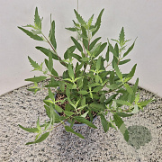Caryopteris cland. 'Heavenly Blue' 30-35 cm 2,5L