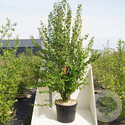Cercidiphyllum japonicum 200-250 cm cont. 55L meerstammig