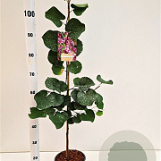 Cercis siliquastrum 80-100 cm 3,0L