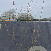 Corylus avellana 175-200 cm 20L