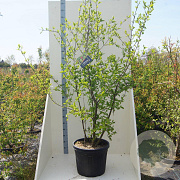 Cornus mas 175-200 cm cont. 55L meerstammig