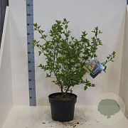 Cornus mas 60-80 cm 10L meerstammig