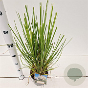 Cortaderia selloana 40-50 cm 2,5L