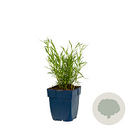 Coreopsis vert. 'Ruby Red' GM  P11