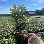 Elaeagnus ebbingei 40-50 cm 3,0L