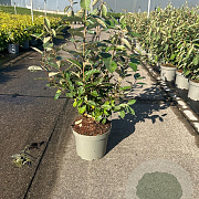Elaeagnus ebbingei 40-50 cm 5,0L