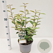 Elaeagnus ebbingei 40-50 cm 5,0L