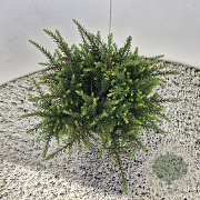 Erica darl. 'Kramer's Rote' 10-15 cm C1.5