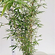 Fargesia robusta 'Campbell' 60-80 cm 5,0L