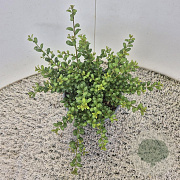 Ilex crenata 'Convexa' 25 cm 2,5L