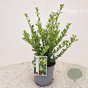 Ilex crenata 'Caroline Upright' 25 cm 2,5L