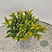 Leucothoe 'Zeblid' 20-25 cm 2,5L