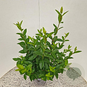 Ligustrum ovalifolium 60-70 cm 4,5L