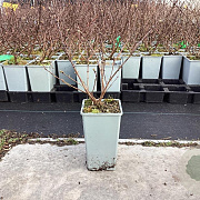 Lonicera c. 'Wojtek' 20-40 cm C1.5