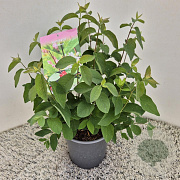 Lonicera xylosteum 30-35 cm 2,5L