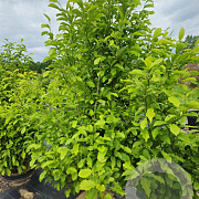 Magnolia kobus 200-250 cm cont. 55L meerstammig