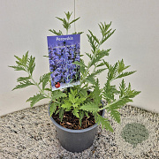 Perovskia 'Blue Spire' 15-20 cm 2,5L