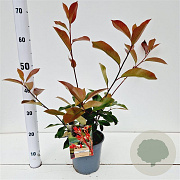 Photinia fraseri 'Red Robin' 40-50 cm 2,5L