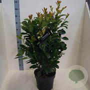 Prunus l. Etna 60-80 cm 10L