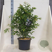 Prunus 'Mieke' 80-100 cm 20L meerstammig