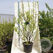 Prunus serrula 200-250 cm cont. 55L meerstammig