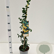 Pyracantha 'Soleil d'Or' 70-80 cm 2,5L