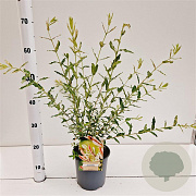 Salix integra 'Hakuro-nishiki' 40-50 cm 2,5L