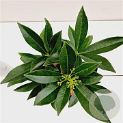 Skimmia confusa 'Kew Green' 20-30 cm 2,0L/ES17