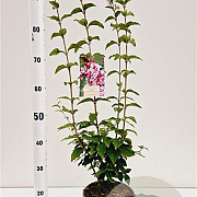 Syringa microphylla 'Superba' 60-80 cm 4,5L