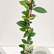 Trachelospermum jasminoides 100-125 cm 2,5L