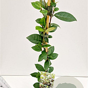 Trachelospermum jasminoides 100-125 cm 2,5L