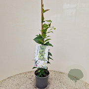 Trachelospermum jasminoides 55-60 cm 2,5L