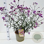 Verbena bon. 'Lollipop' 40-50 cm 4,0L