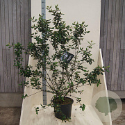 Viburnum burkwoodii 150-175 cm 20L meerstammig