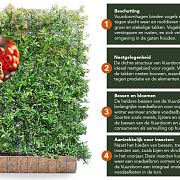 Pyracantha Dart's Red 120x155 Mobilane kant en klaar haag