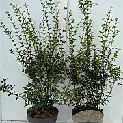 Osmanthus burkwoodii 80-100 cm 10L