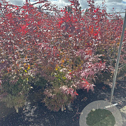 Acer pal. 'Atropurpureum' 125-150 cm met kluit