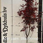 Acer pal. 'Bloodgood' 125-150 cm met kluit