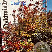Acer pal. 'Deshojo' 125-150 cm met kluit