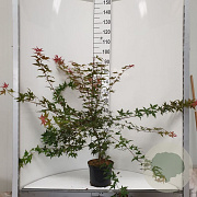 Acer pal. 'Deshojo' 50-60 cm 5,0L