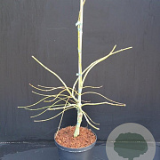 Acer pal. 'Dissectum' 40-50 cm 5,0L