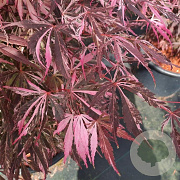 Acer pal. Extravaganza 90 cm stam 7,5L