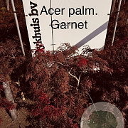 Acer pal. 'Garnet' 80-100 cm met kluit