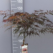 Acer pal. 'Garnet' 90 cm stam 7,5L