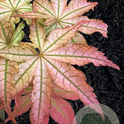 Acer pal. 'Peaches and Cream' 90 cm stam 7,5L