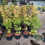 Acer shirasawanum 'Jordan' 80-100 cm 10L