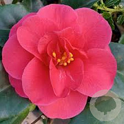 Camellia j. 'Dr King' 80-100 cm met kluit