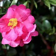 Camellia sas. 'Hiryu' 50-60 cm 5,0L