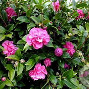 Camellia wil. 'Debbie' 80-100 cm met kluit